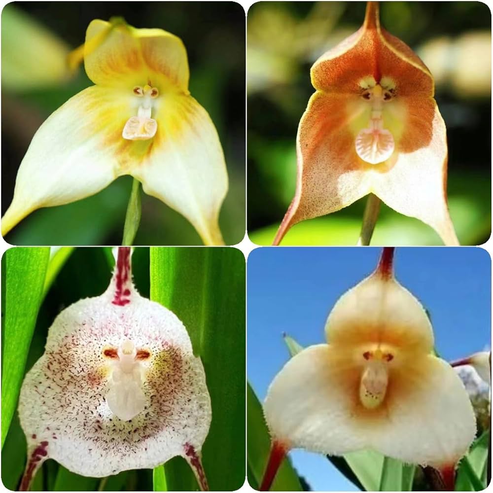 elwyn 100 monkey face orchid plant seeds Buy Monkey Face Orchid Flower Seeds