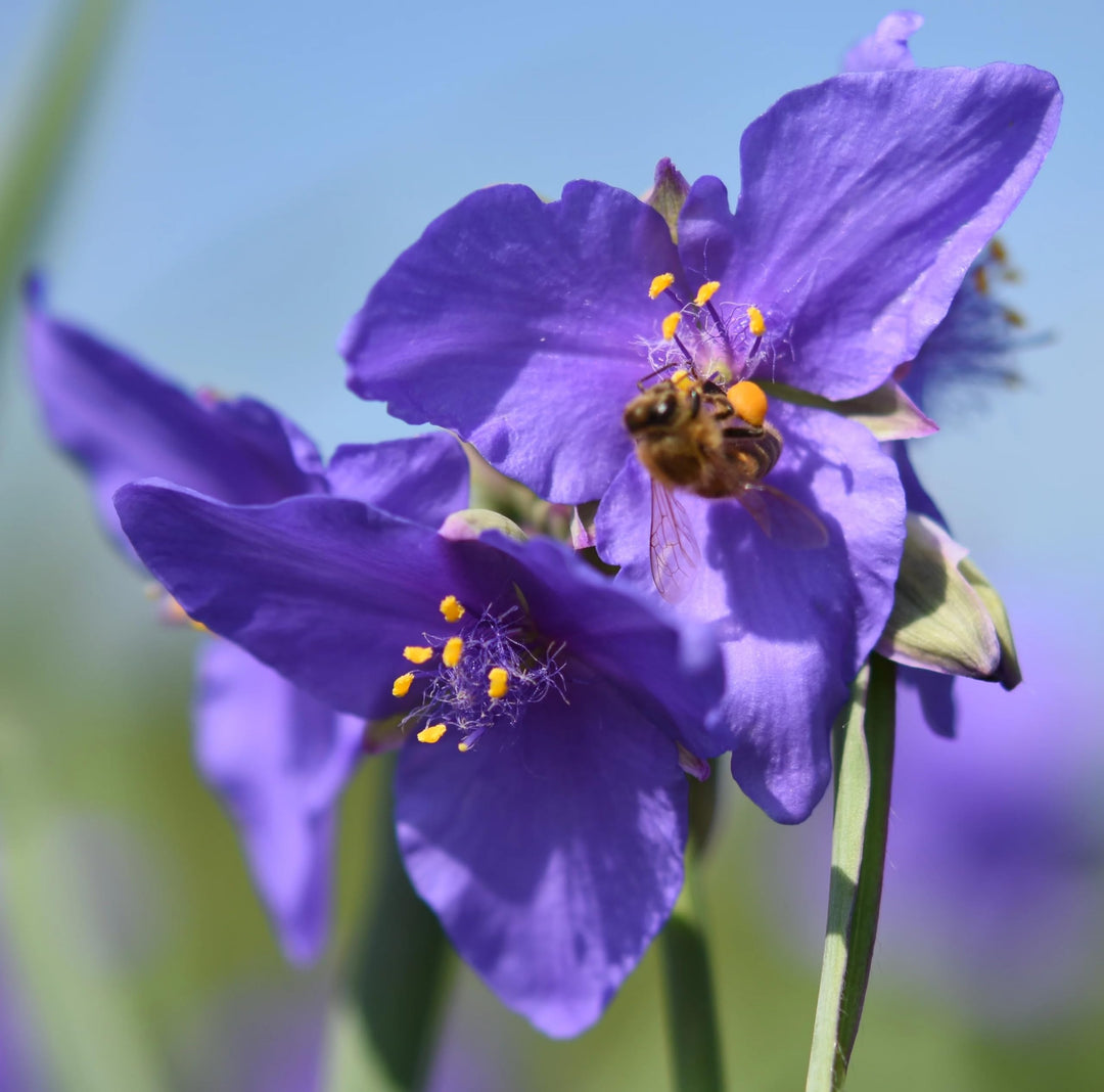 Organic Purple Spiderwort Flower Seeds for Planting – Heirloom, Non-GMO