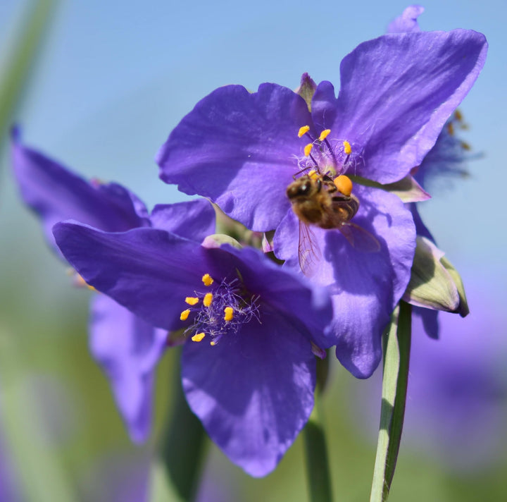 Organic Purple Spiderwort Flower Seeds for Planting – Heirloom, Non-GMO