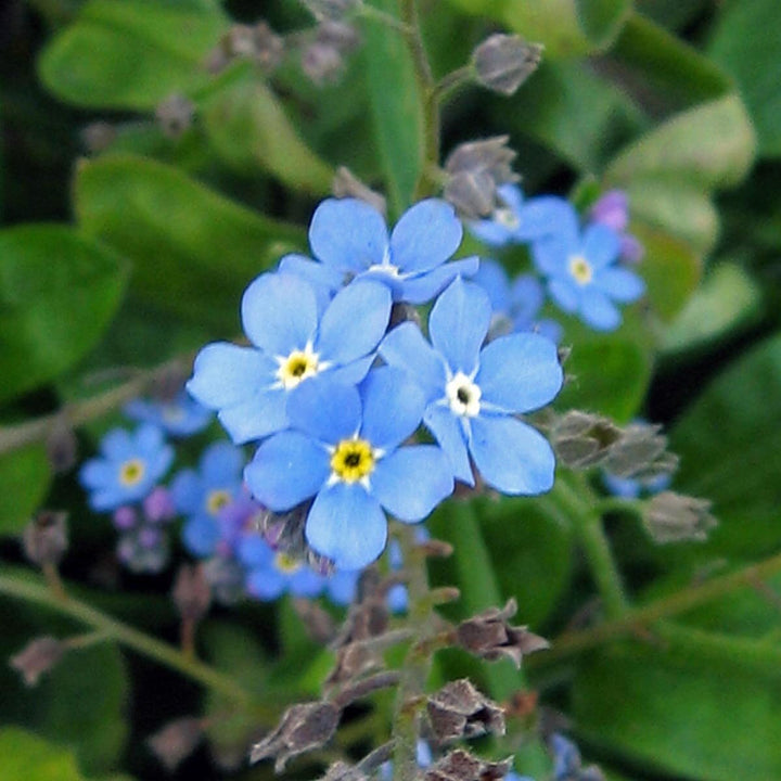 Organic Blue Myosotis Sylvatica Flower Seeds for Planting – Heirloom, Non-GMO