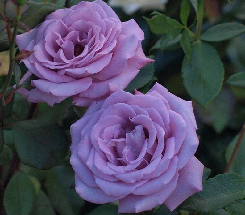 violet carson rose seeds Violet Rose Heirloom Non-GMO Seeds for Planting – Organic Garden Flower Seeds
