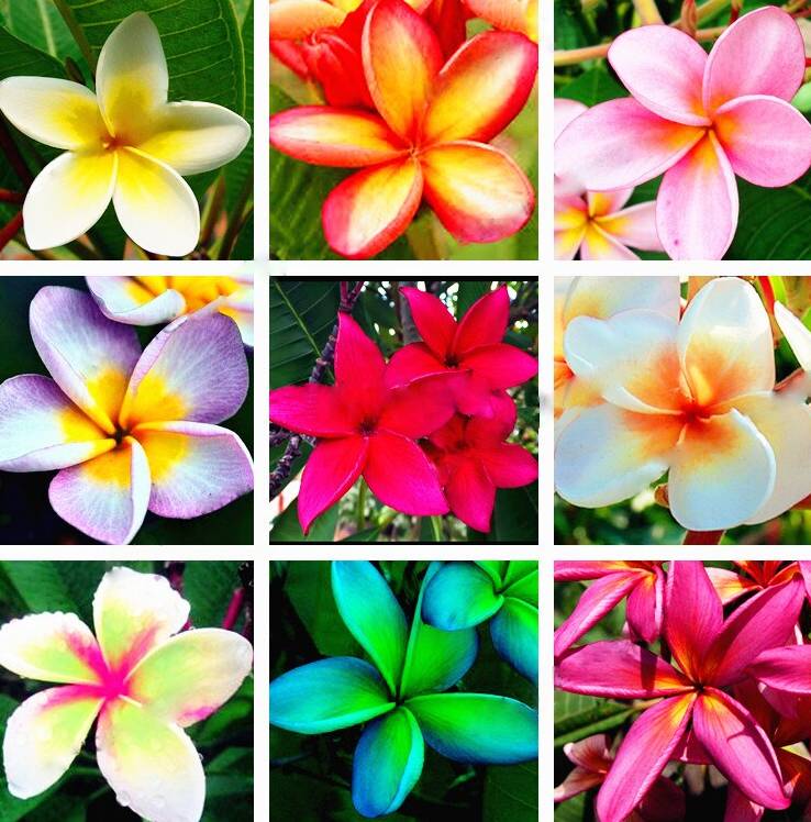 plant brightbloom seed Mixed Egg Flower Seeds for Garden Planting – Heirloom, Non-GMO Bright Bloom Variety