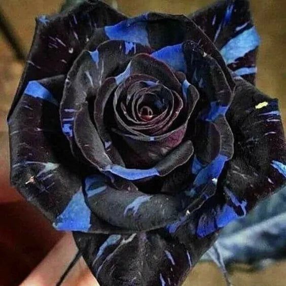 Black Dragon Rose Flower Seeds for Planting, 100 pcs