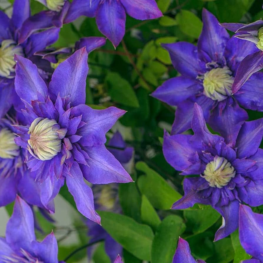 Purple Clematis Seeds for Planting - 100 pcs