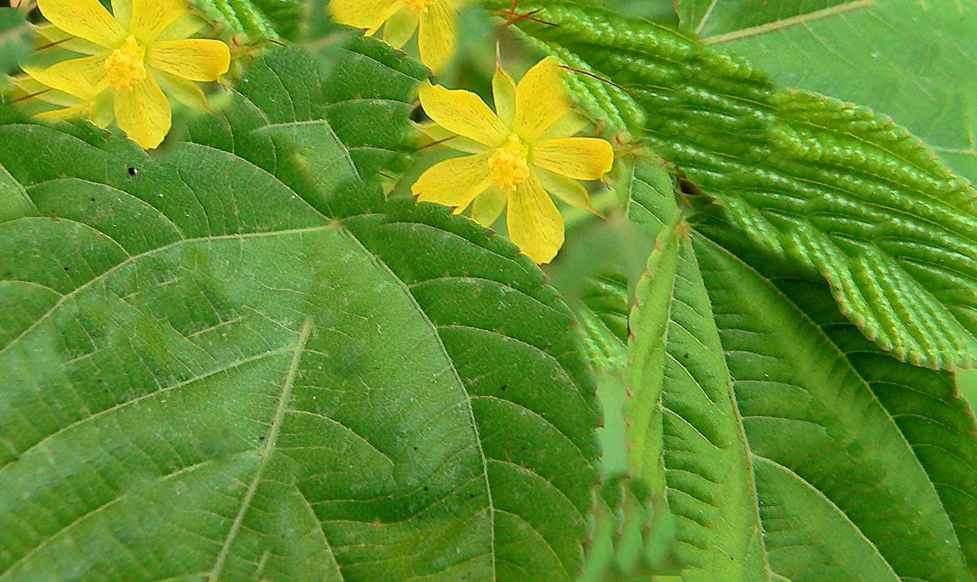 Corchorus Blomsterfrø til udplantning - 100 stk