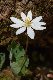 Hvide Sanguinaria blomsterfrø til plantning - 100 stk