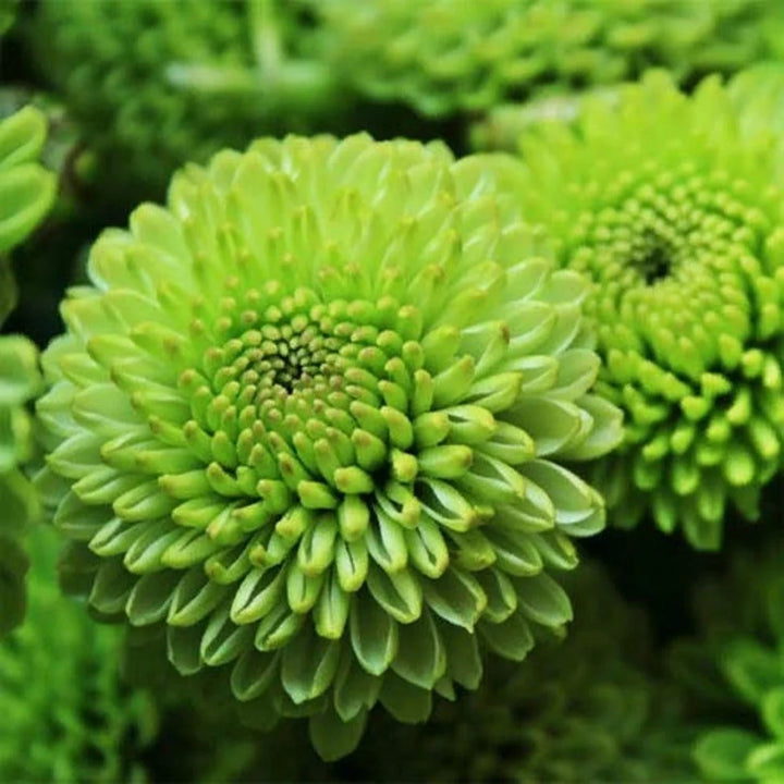 Green Chrysanthemum Flower Seeds for Planting - 100 pcs
