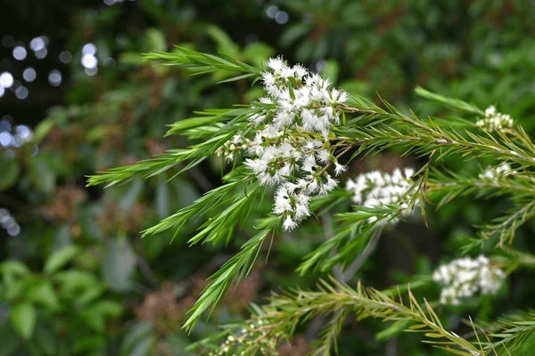 Friske Alternifolia blomsterfrø til plantning - 100 stk