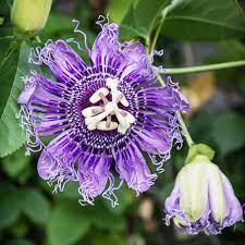 Organic Heirloom Non-GMO Purple Passiflora Flower Seeds for Planting – Exotic Passion Vine