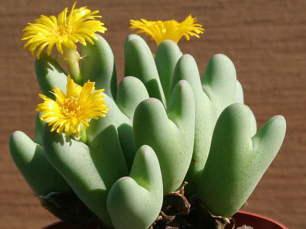 Yellow Conophytum Flower Seeds for Planting - 100 pcs