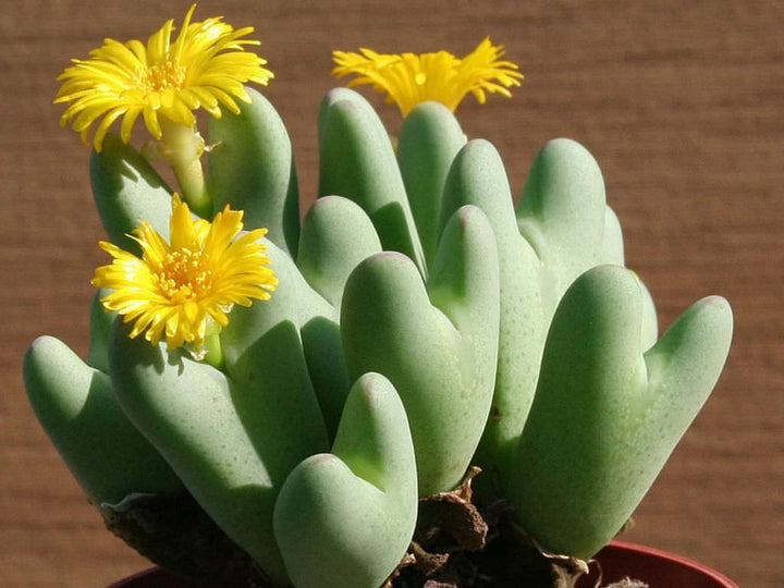 Gule Conophytum blomsterfrø til plantning - 100 stk