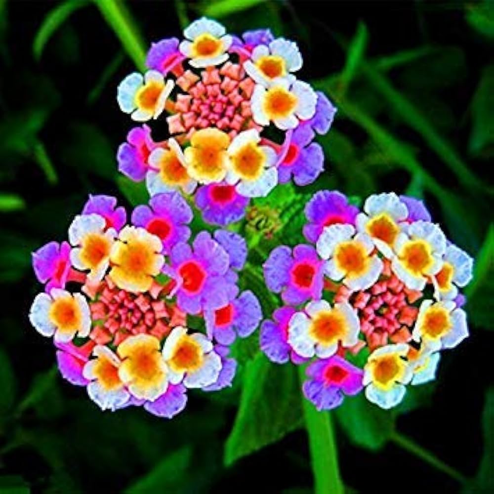 Lantana Camara Flower Seeds Mixed Colors for Planting 100 pcs