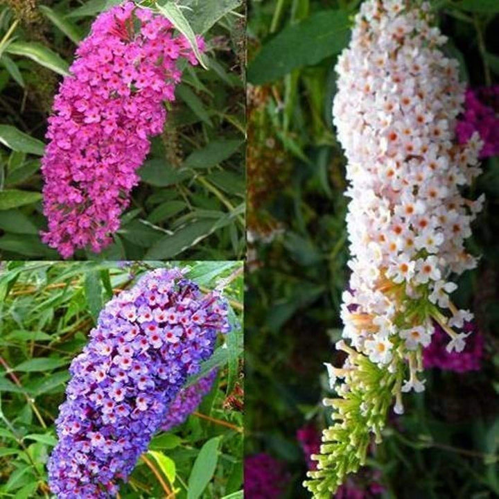 Bland Buddleia Blomsterfrø til udplantning, 100 stk