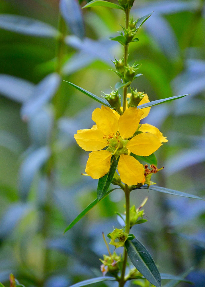 Gule Heimia blomsterfrø til plantning, lyse blomster, 100 stk