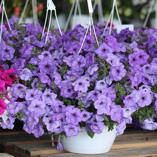 Petunia Blomsterfrø til Plantning Himmelblå 100 stk