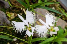 Heron Orchid Flower Seeds for Planting - 100 pcs