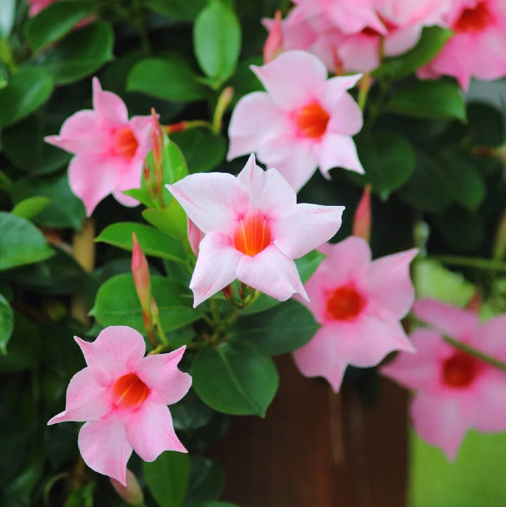 Heirloom Non-GMO Sanderi Flower Seeds – Unique Ornamental Blooms for Garden Planting