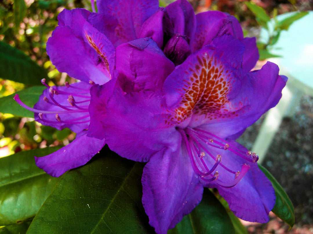 Purple Rhododendron Plant Seeds for Planting - 100 pcs