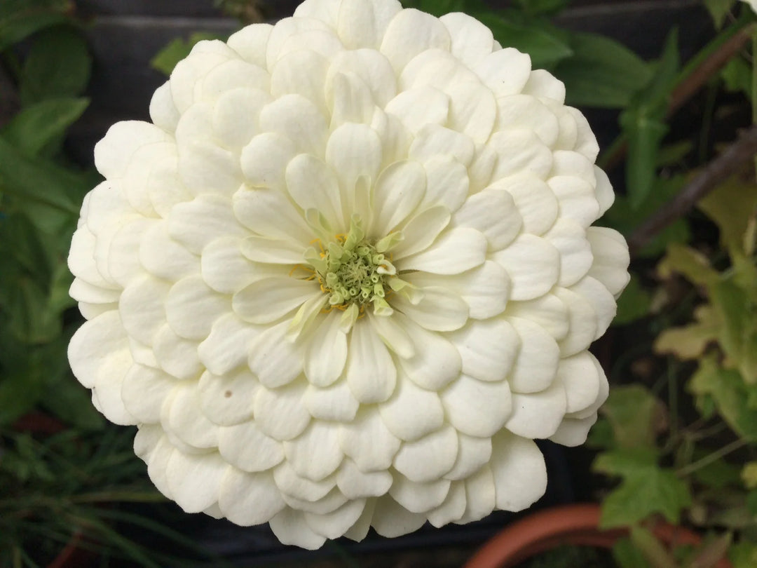 White Zinnia Flower Seeds for Planting 100 pcs