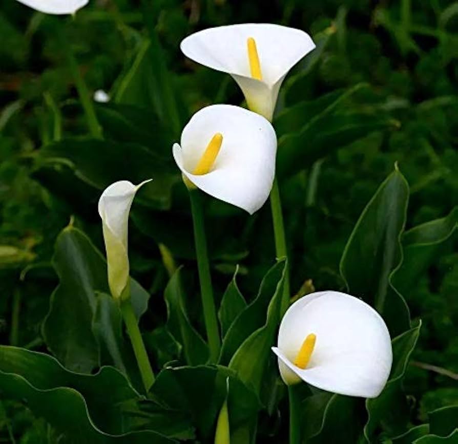 giant white calla lily White Calla Lily (Zantedeschia Aethiopica) Seeds – Heirloom Non-GMO Se – Neeraseeds