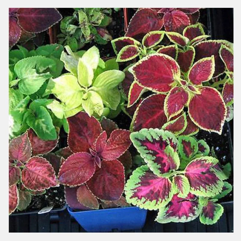 Friske Coleus blomsterfrø til udplantning - 100 stk