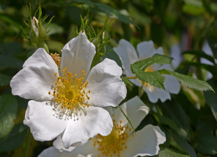 Canina White Flower Seeds for Planting – Organic, Heirloom, Non-GMO Seeds