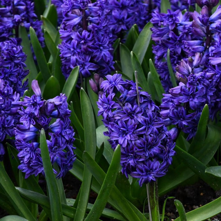 Organic Deep Blue Hyacinth Flower Seeds for Planting – Heirloom, Non-GMO