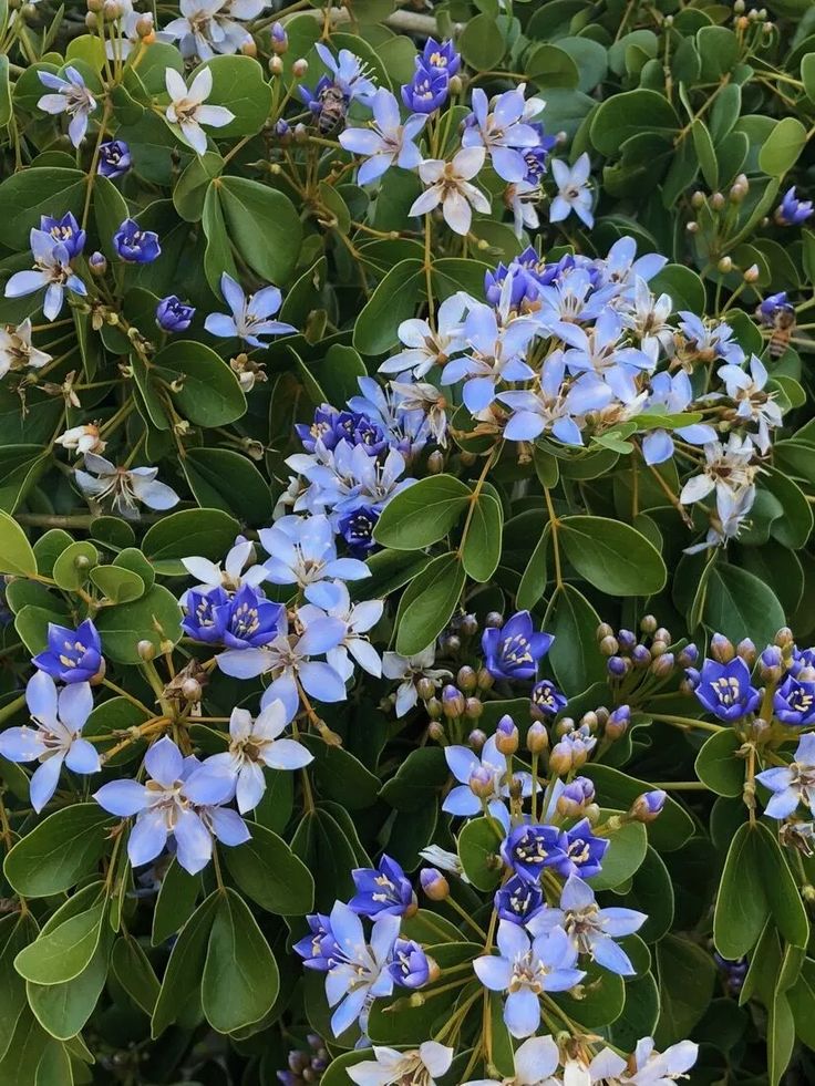 Lignum Blomsterfrø til udplantning - 100 stk