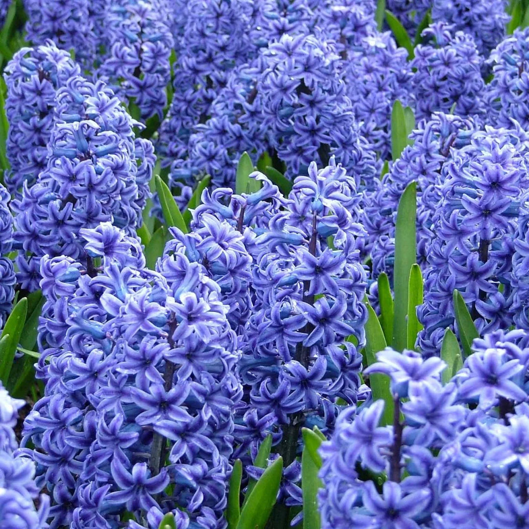 Hyacinth Flower Seeds for Planting – Organic, Heirloom, Non-GMO Seeds