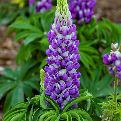 Lupin Blomsterfrø Violet til udplantning 100 stk