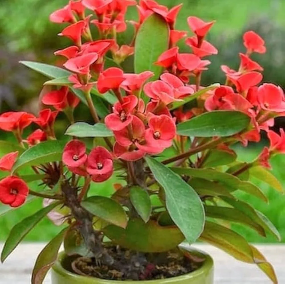 green heirloom flower seeds