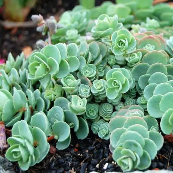 Green Cliff Stonecrop Plant Seeds for Planting - 100 pcs