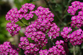 Pink Achillea Yarrow Flower Seeds for Planting - 100 pcs