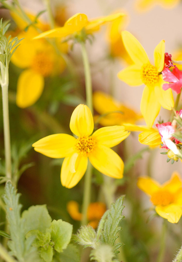 Yellow Bidens Flower Seeds for Planting, 100 pcs