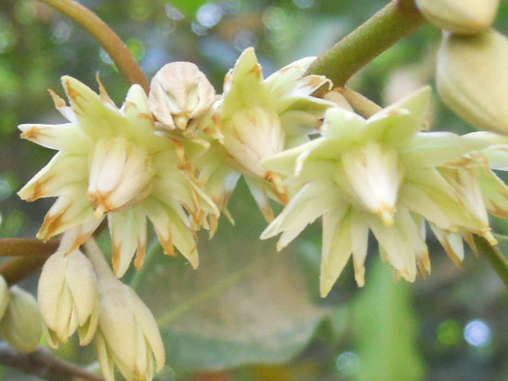 Mimusops Flower Seeds – Heirloom, Non-GMO, Fragrant Tropical Blooms for Garden Planting