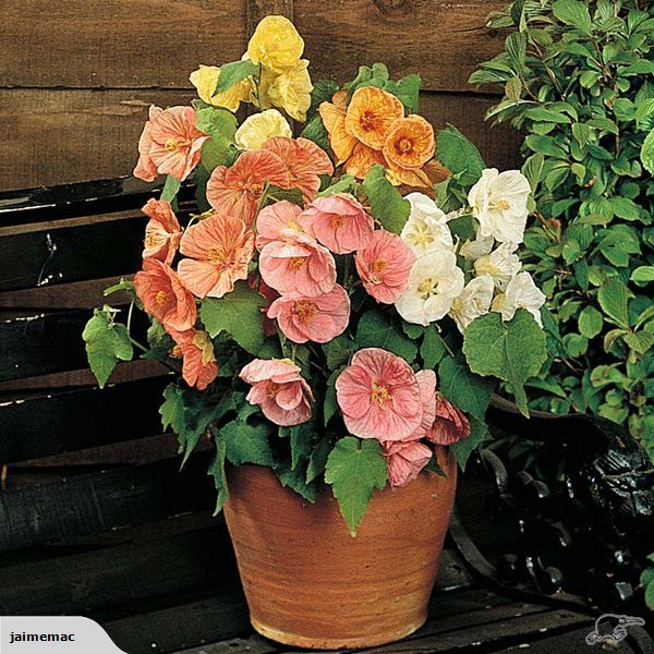 Abutilon Bella Flower Seeds for Planting, 100 pcs