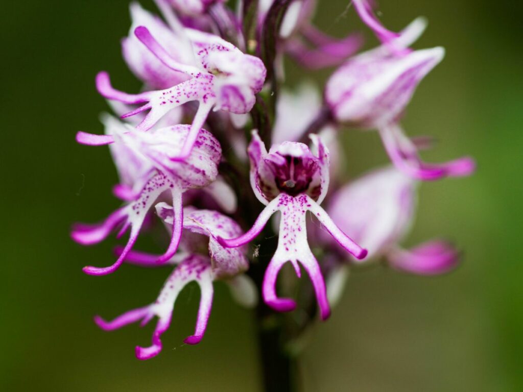 hanging naked men flower seeds Organic Purple Naked Man Orchid Flower Seeds for Planting – Heirloom, Non-GMO Garden Seeds