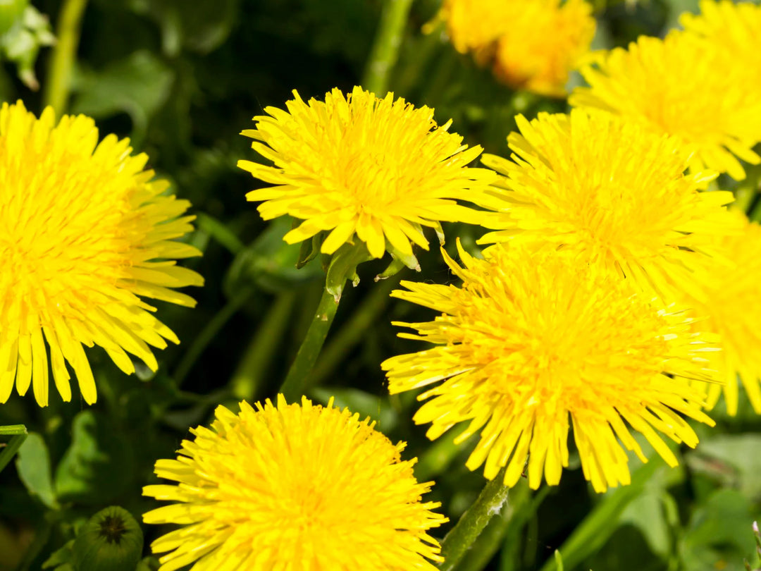 Heirloom Non-GMO Taraxacum Flower Seeds for Garden Planting – Medicinal Dandelion Blooms