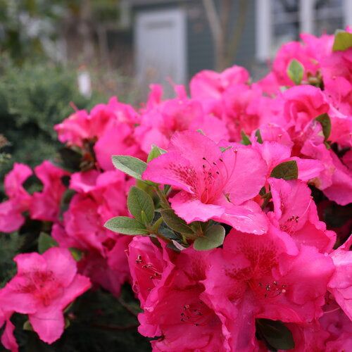 Azalea Flower Seeds for Planting Pink Blooms 100 pcs