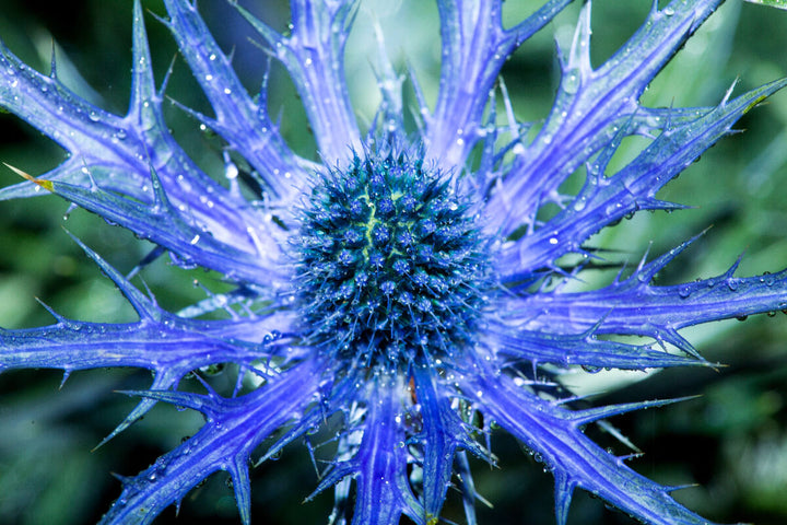 Blue Holly Eryngium Flower Seeds for Planting - 100 pcs