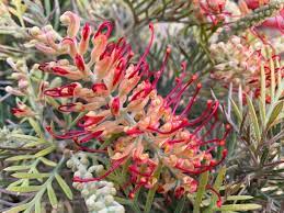 Blandede Grevillea blomsterfrø til udplantning - 100 stk