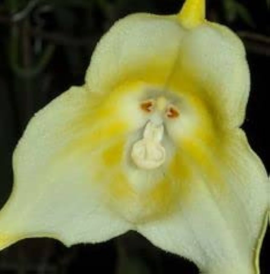 Light Green Monkey Face Orchid Seeds for Planting - Heirloom Seeds for Home Garden, GMO Free