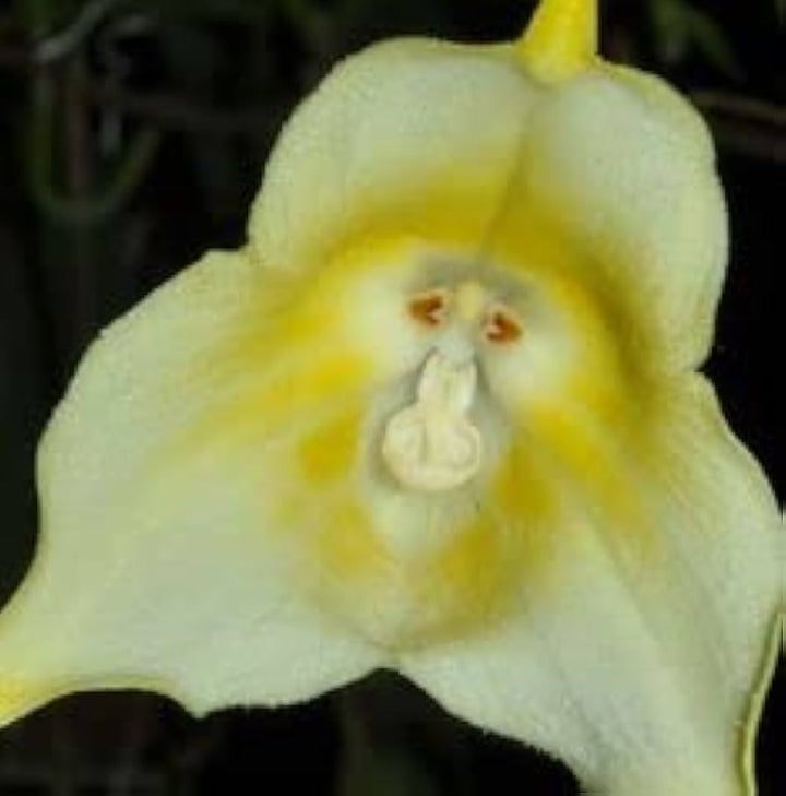 Light Green Monkey Face Orchid Seeds for Planting - Heirloom Seeds for Home Garden, GMO Free
