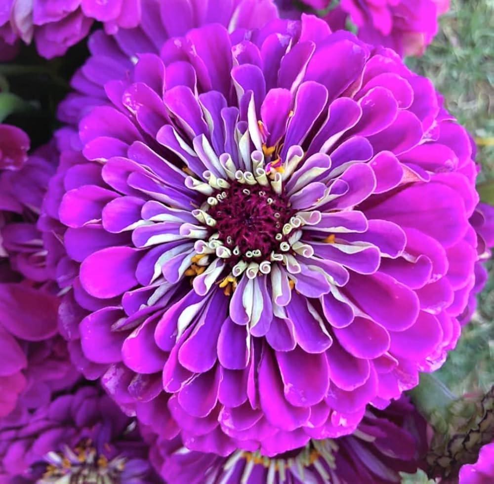 Purple Zinnia Flower Seeds for Garden Planting - 100 pcs