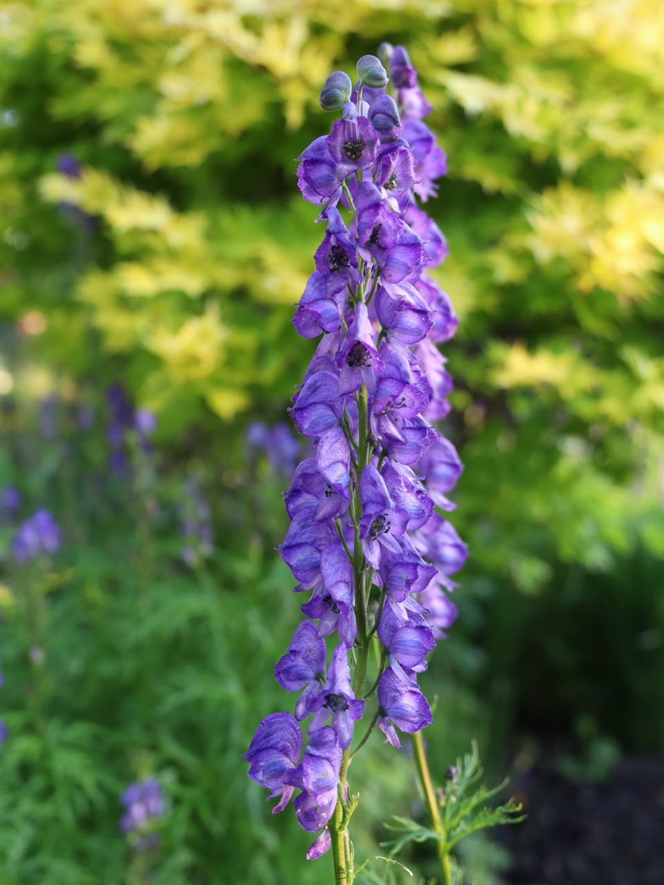 Blå Aconitum Napellus plantefrø til udplantning - 100 stk