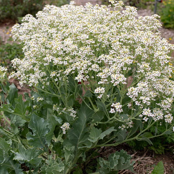 Seakale Blomsterfrø til udplantning - 100 stk