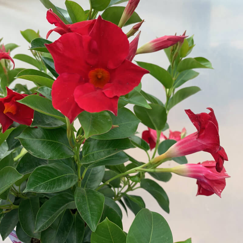 Heirloom Dipladenia Flower Seeds, Non-GMO Tropical Vining Blooms for Decorative Garden Planting