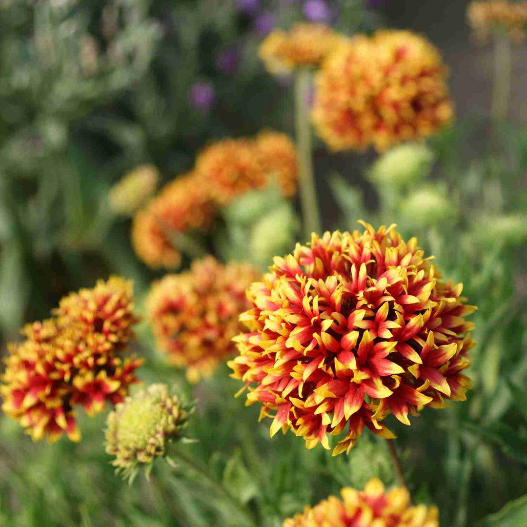 Blandede Gaillardia blomsterfrø til udplantning, 100 stk