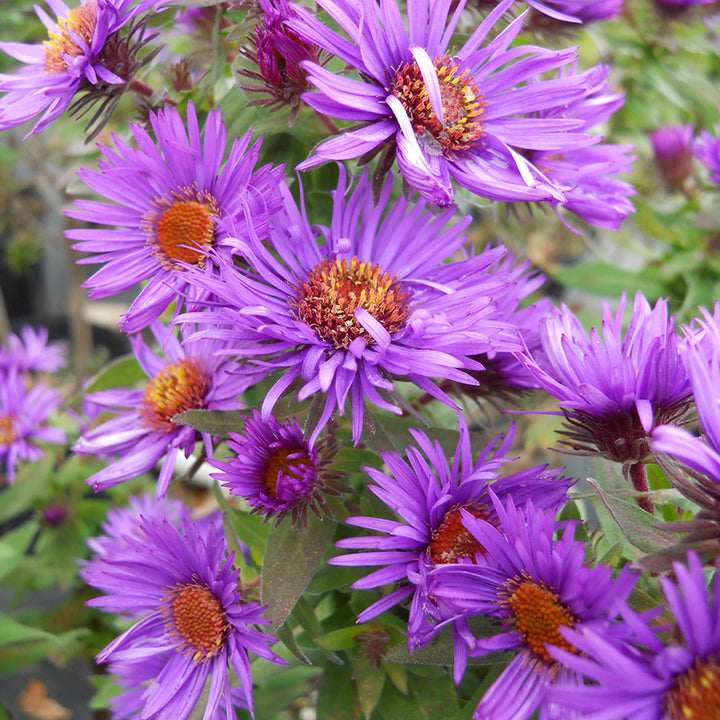 Purple Aster Novae-Angliae Seeds for Planting – Organic, Heirloom, Non-GMO Flower Seeds