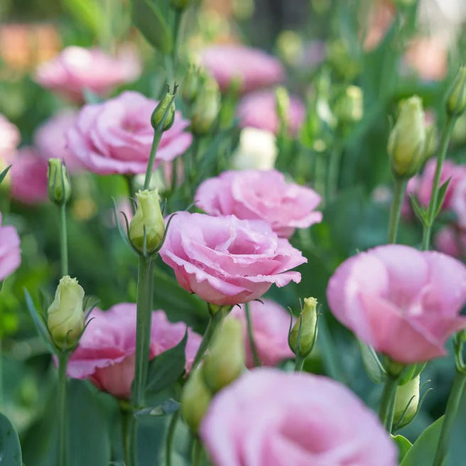 Pink Lisianthus Flower Seeds for Planting - Heirloom, NON-GMO Seeds - Beautiful Garden Blooms